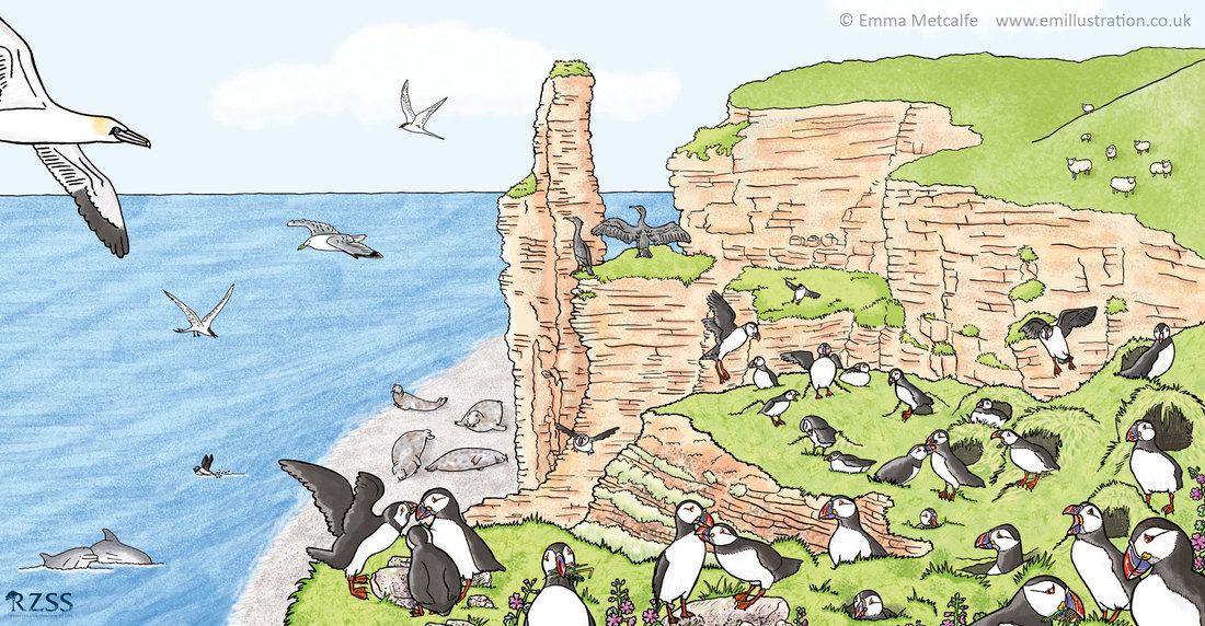 Large format wildlife scene illustration of puffins on cliff top showing puffin behaviour by wildlife illustrator emma metcalfe
