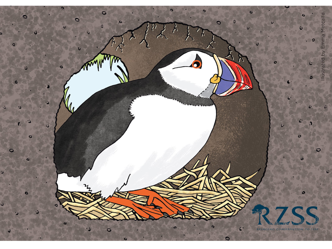 Children's educational illustration of puffin behaviour/life cycle showing puffin in nest hole