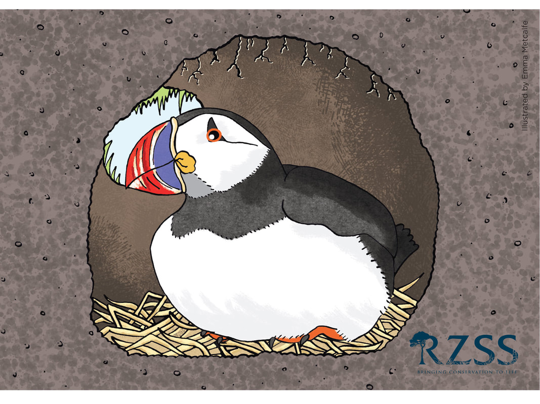 Children's educational illustration of puffin behaviour/life cycle showing puffin sitting on egg in nest