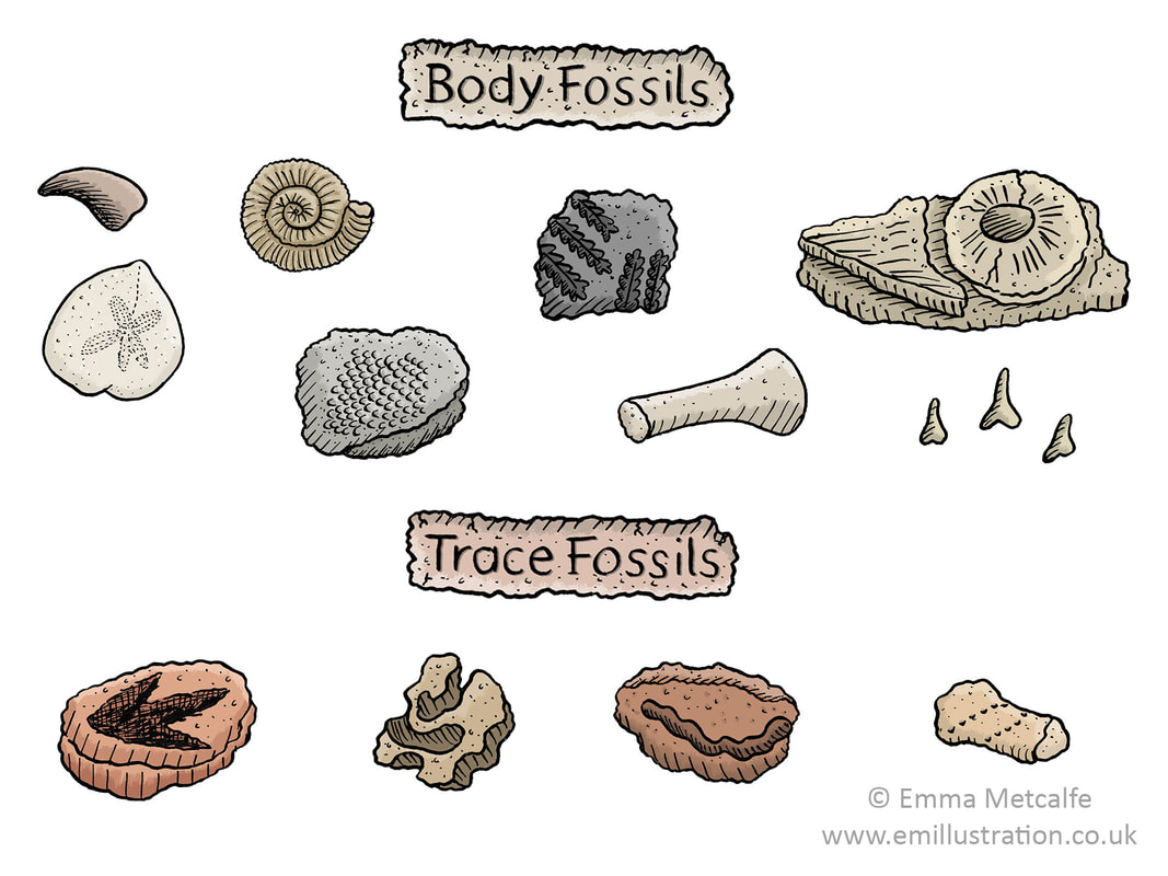 Illustrations of fossils for a children's educational museum worksheet by illustrator Emma Metcalfe
